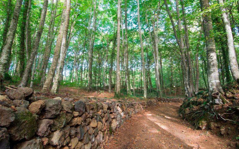 Vies Verdes CamÃ­ Ramader de CampdevÃ nol