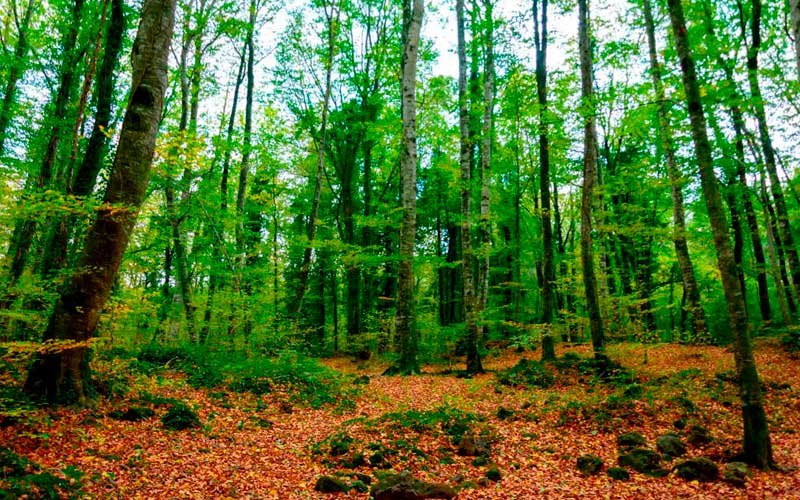 Qué ver y hacer en la Garrotxa: La Fageda