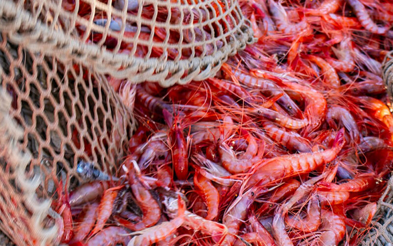 Gamba de Palamós, producto gastronómico típico de la Costa Brava.