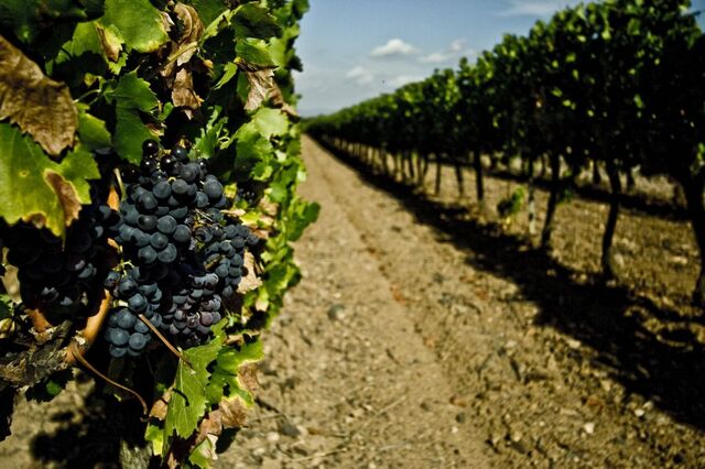 Wine tourism in Palamós